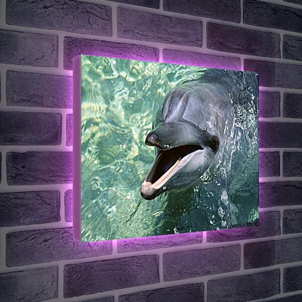 Лайтбокс световая панель - Дельфины