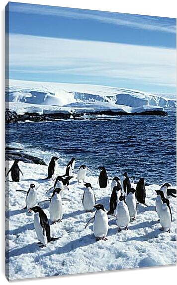 Постер и плакат - Пингвины