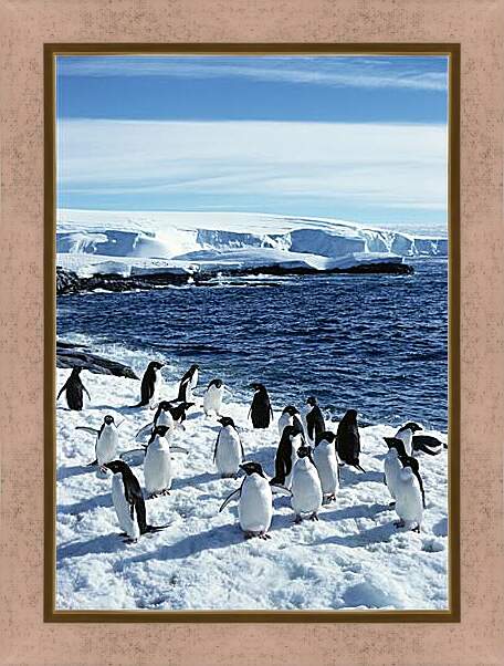 Картина в раме - Пингвины
