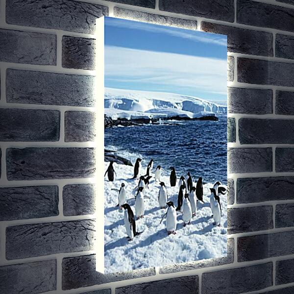 Лайтбокс световая панель - Пингвины