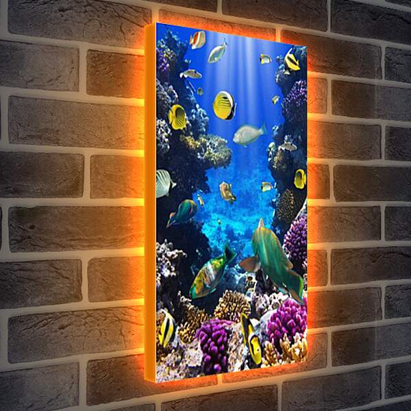 Лайтбокс световая панель - Рыбки разноцветные