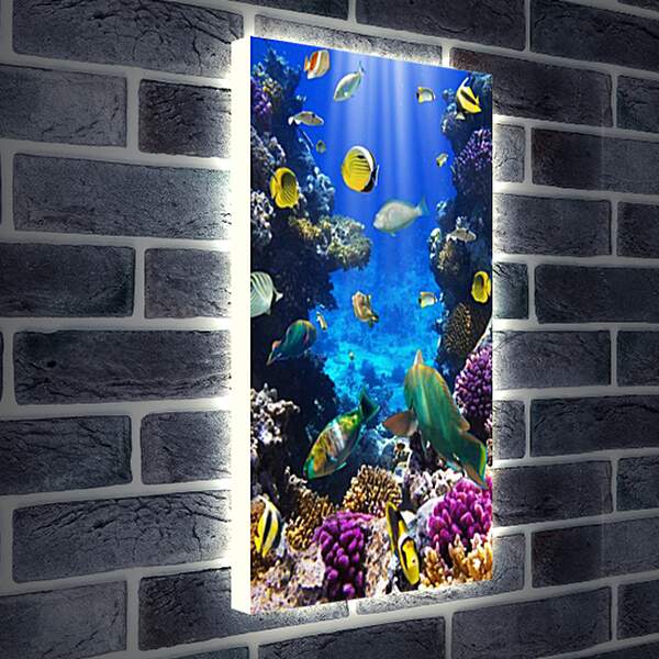 Лайтбокс световая панель - Рыбки разноцветные