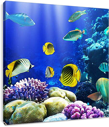 Постер и плакат - Разноцветные рыбки