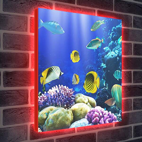 Лайтбокс световая панель - Разноцветные рыбки