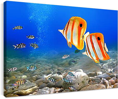 Постер и плакат - Коралловые рыбки