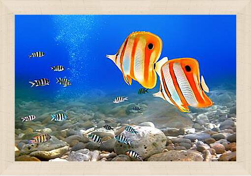 Картина в раме - Коралловые рыбки