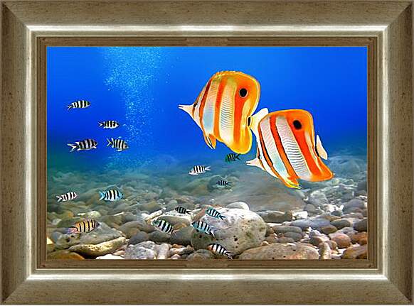 Картина в раме - Коралловые рыбки