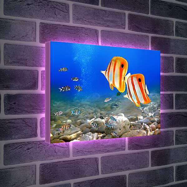 Лайтбокс световая панель - Коралловые рыбки