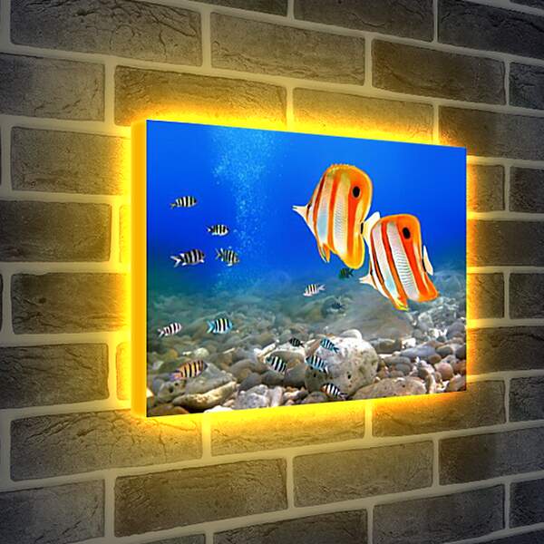Лайтбокс световая панель - Коралловые рыбки