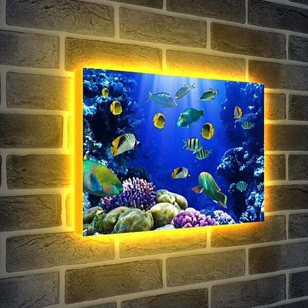 Лайтбокс световая панель - Рыбки и кораллы