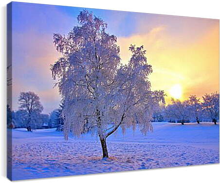 Постер и плакат - Замёрзшее одинокое дерево
