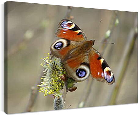 Постер и плакат - butterfly - Бабочка