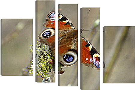 Модульная картина - butterfly - Бабочка