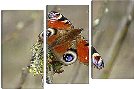 Модульная картина - butterfly - Бабочка