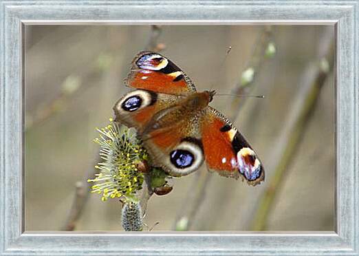 Картина в раме - butterfly - Бабочка