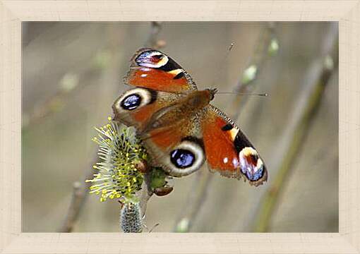 Картина в раме - butterfly - Бабочка