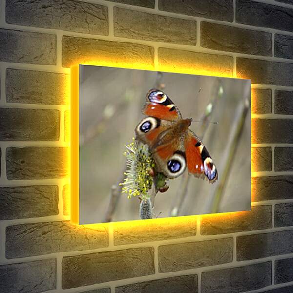 Лайтбокс световая панель - butterfly - Бабочка