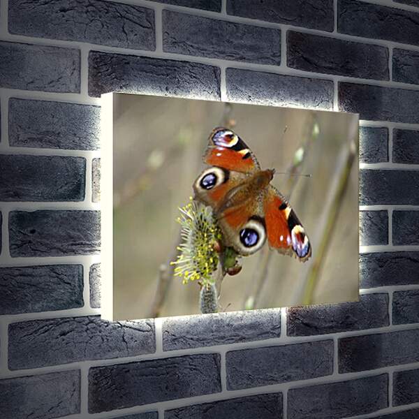 Лайтбокс световая панель - butterfly - Бабочка