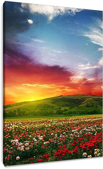 Постер и плакат - Цветочное поле на закате