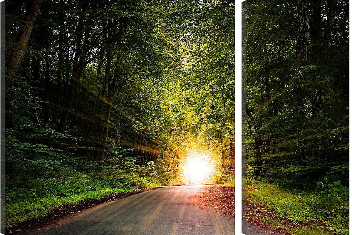 Модульная картина - Яркое солнце в лесу