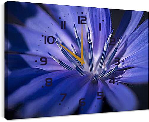 Часы картина - Цветок цикория
