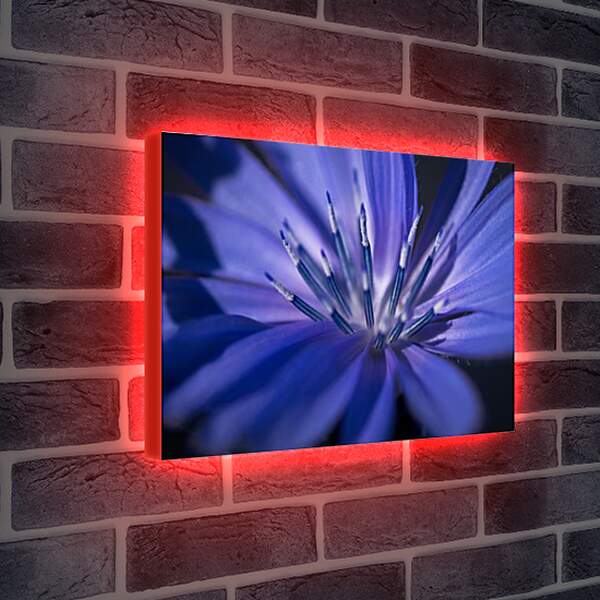 Лайтбокс световая панель - Цветок цикория
