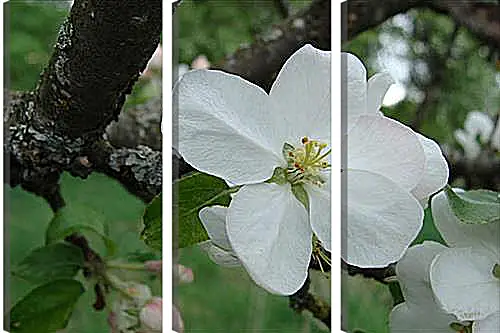 Модульная картина - apple-tree - Яблоня
