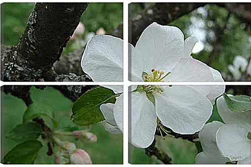 Модульная картина - apple-tree - Яблоня
