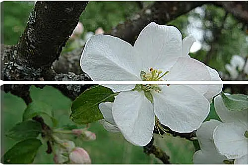 Модульная картина - apple-tree - Яблоня
