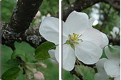 Модульная картина - apple-tree - Яблоня
