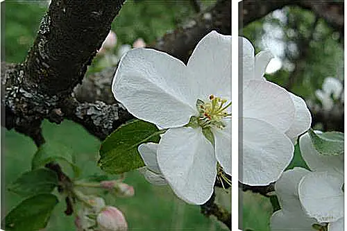 Модульная картина - apple-tree - Яблоня
