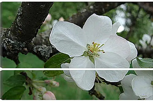 Модульная картина - apple-tree - Яблоня
