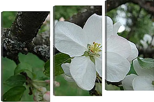 Модульная картина - apple-tree - Яблоня
