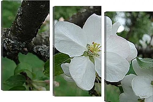 Модульная картина - apple-tree - Яблоня
