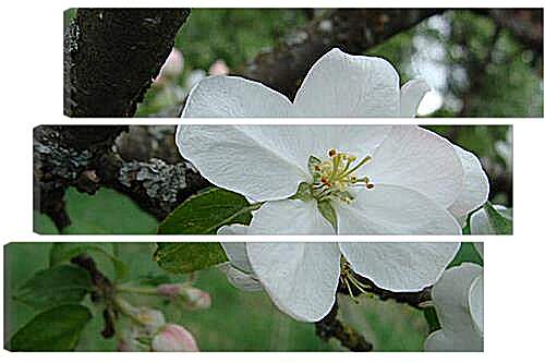 Модульная картина - apple-tree - Яблоня
