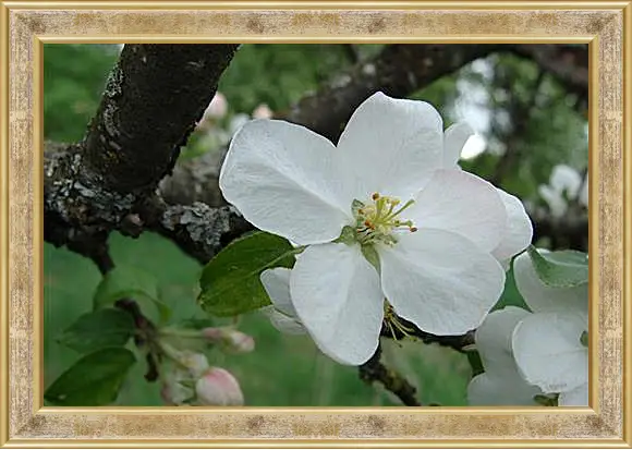 Картина в раме - apple-tree - Яблоня
