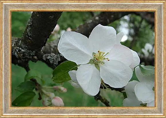 Картина в раме - apple-tree - Яблоня
