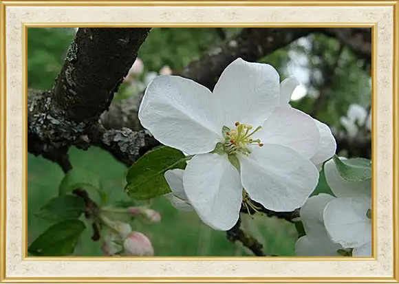 Картина в раме - apple-tree - Яблоня
