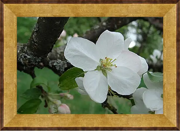 Картина в раме - apple-tree - Яблоня
