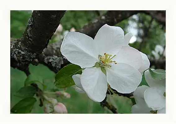 Картина в раме - apple-tree - Яблоня
