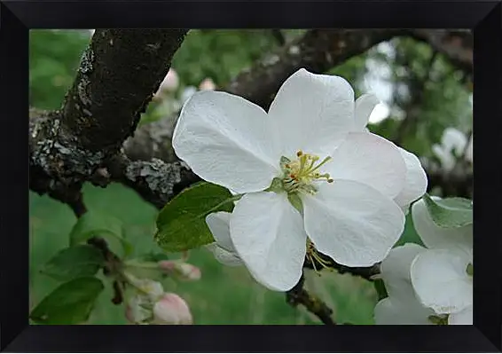 Картина в раме - apple-tree - Яблоня
