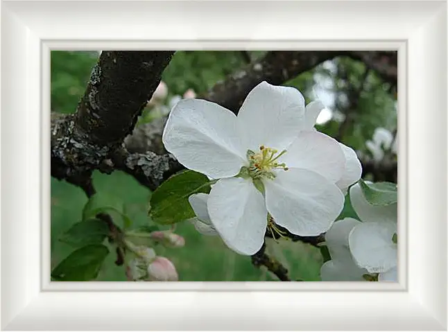 Картина в раме - apple-tree - Яблоня
