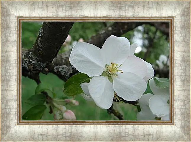 Картина в раме - apple-tree - Яблоня
