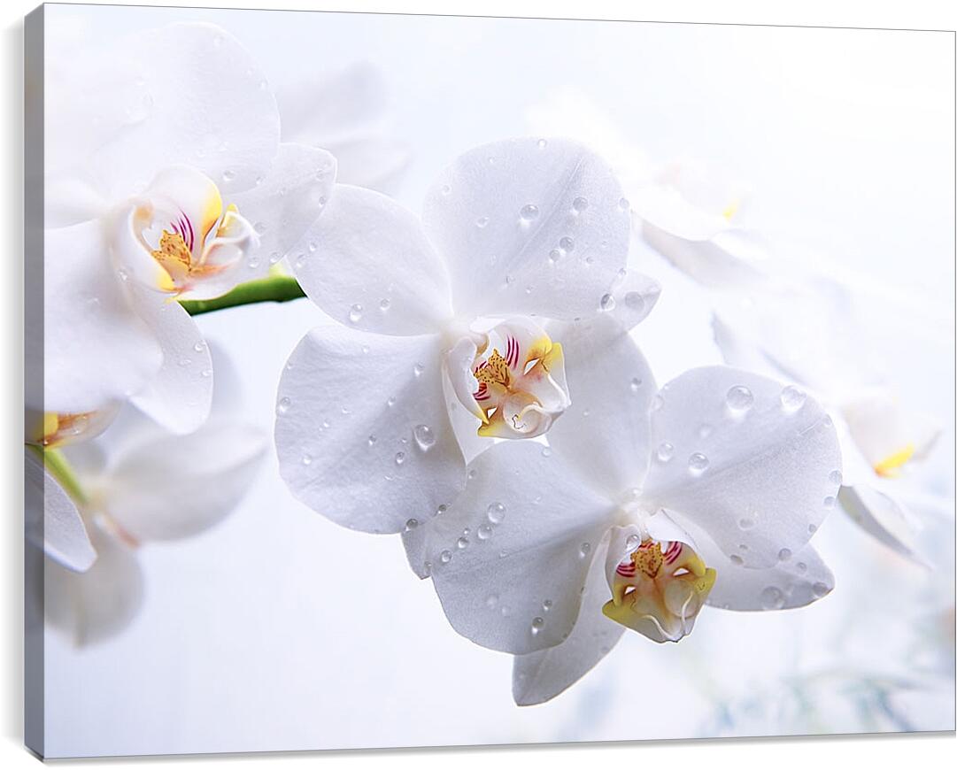 Постер и плакат - Белые орхидеи с каплями росы