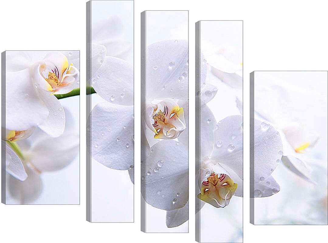 Модульная картина - Белые орхидеи с каплями росы