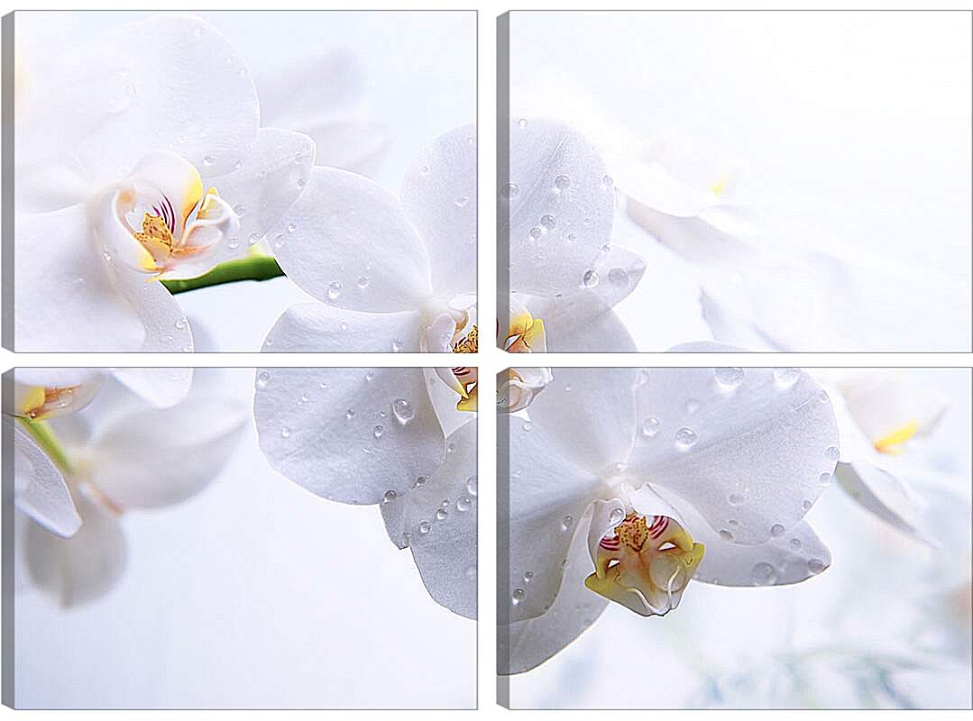 Модульная картина - Белые орхидеи с каплями росы
