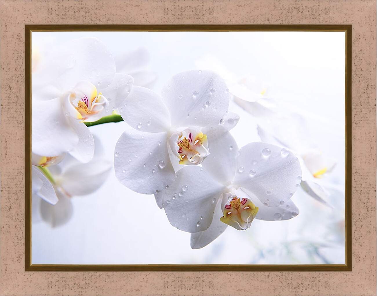 Картина в раме - Белые орхидеи с каплями росы