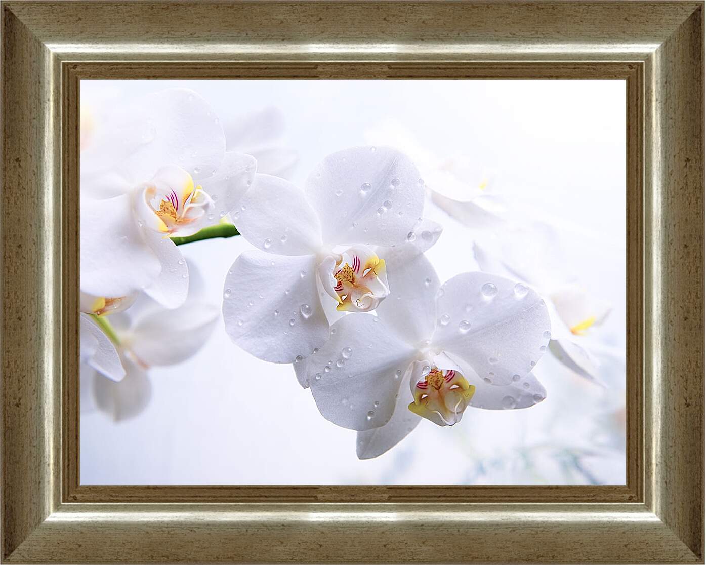 Картина в раме - Белые орхидеи с каплями росы