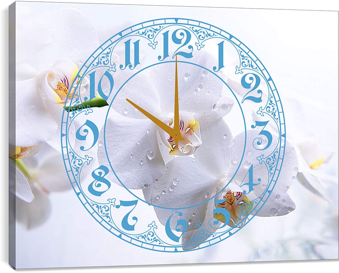 Часы картина - Белые орхидеи с каплями росы