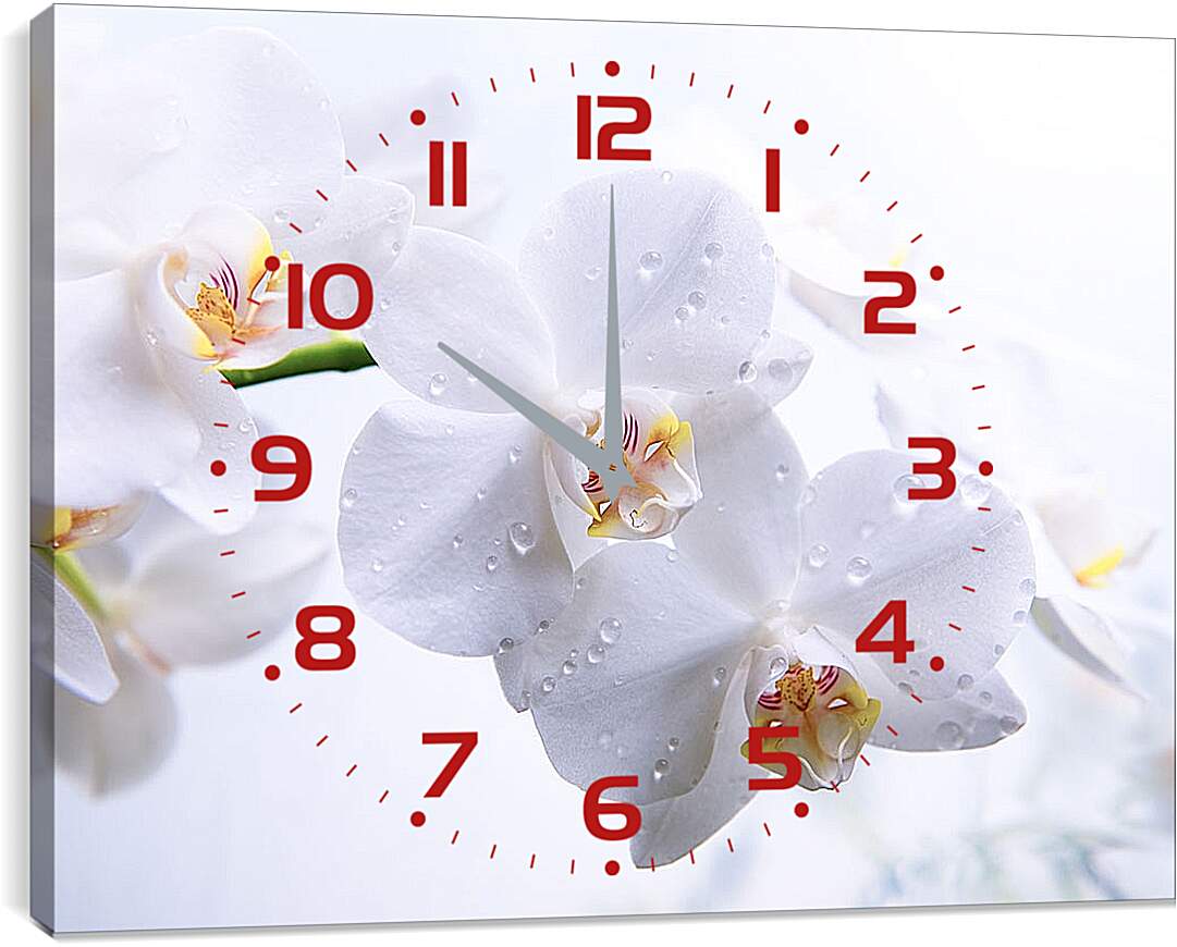 Часы картина - Белые орхидеи с каплями росы